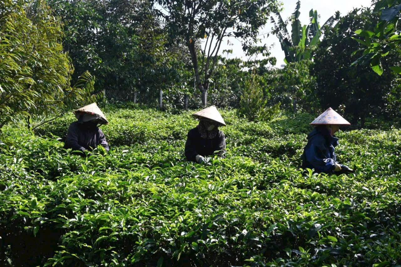Tea Garden House Villa Bao Loc Exterior photo